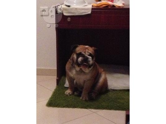 PoulaTo: ΠΩΛΟΥΝΤΑΙ BULLDOG
